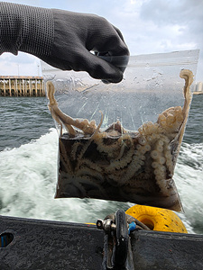 인천쭈꾸미낚시 (6).jpg
