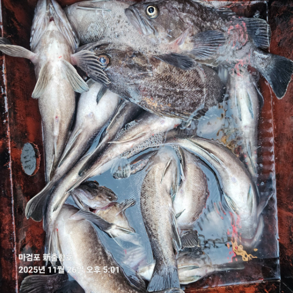 ꫛꫀꪝ✧‧˚ 태안 마검포 新출항호 .• _˚☀₊_사진_20251126_5.jpg