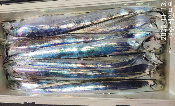 ♡여수레인보우♡갈치_열기_한치_갑오징어__사진_20251113_43.jpg