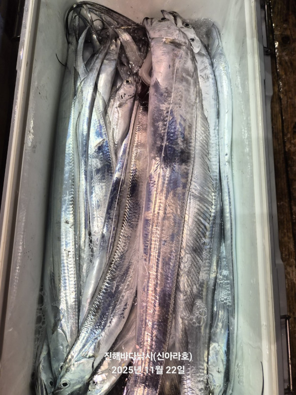 바다꾼낚시(신아라호)_사진_20251122_11.jpg