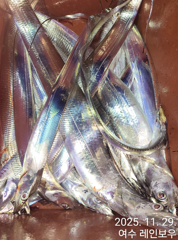 ♡여수레인보우♡갈치_열기_한치_갑오징어__사진_20251130_24.jpg