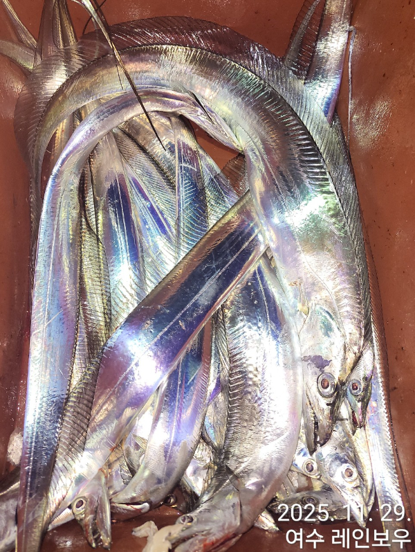 ♡여수레인보우♡갈치_열기_한치_갑오징어__사진_20251130_25.jpg