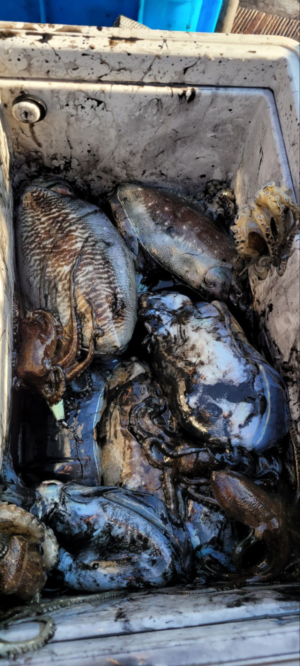 예지퀸호 농어외수질&어초낚시 경기인천권_사진_20251113_8.jpg