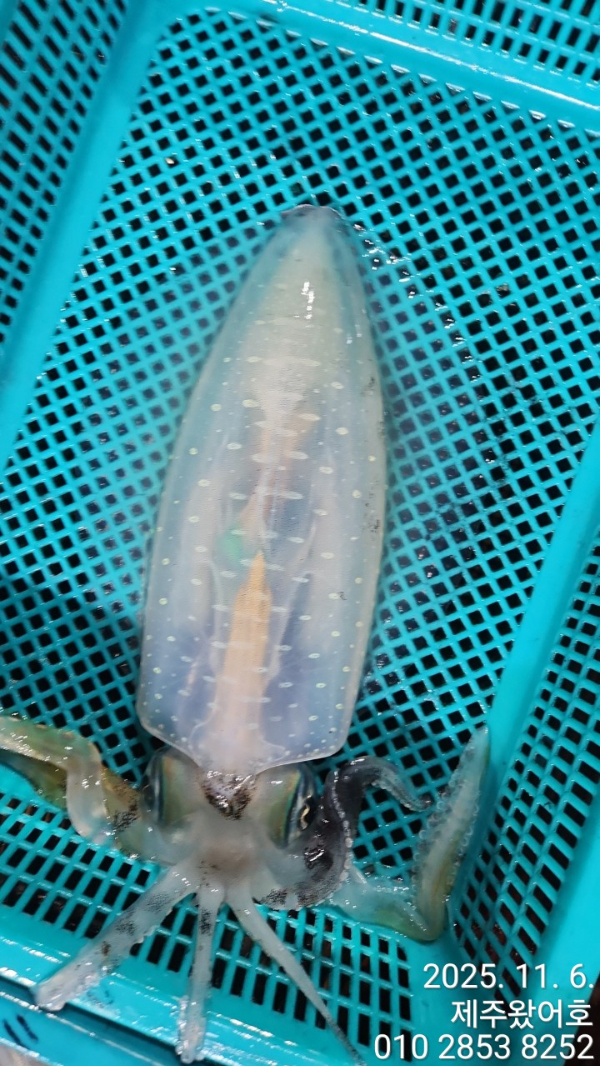 제주왔어호_사진_20251106_20.jpg