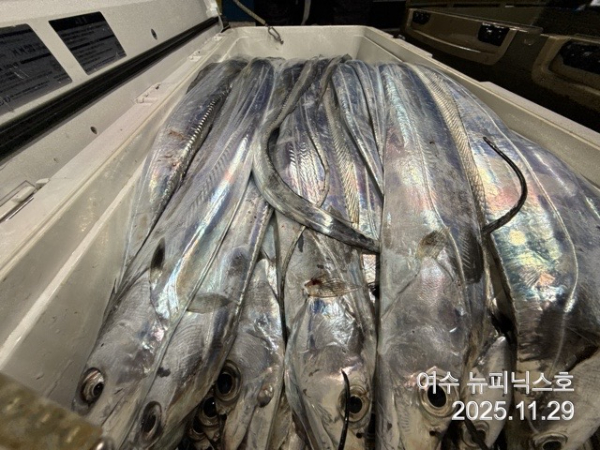 11월29일갈치 (21).jpg