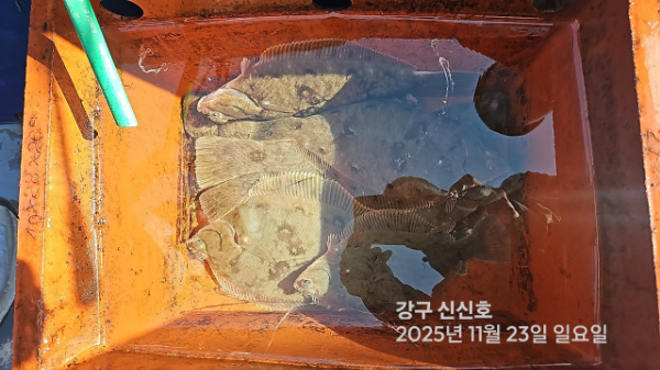 신신낚시 강구점 신신호_사진_20251123_8.jpg