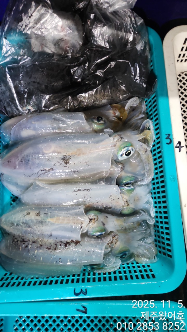 제주왔어호_사진_20251105_7.jpg