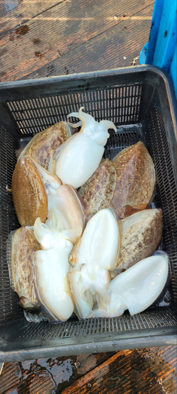 예지퀸호 농어외수질&어초낚시 경기인천권_사진_20251109_12.jpg