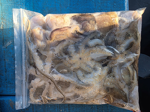 인천쭈꾸미낚시 (16).jpg