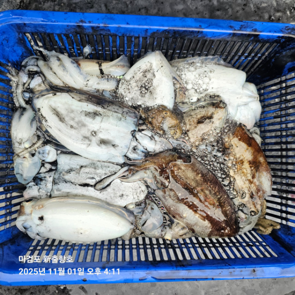 ꫛꫀꪝ✧‧˚ 태안 마검포 新출항호 .• _˚☀₊_사진_20251101_3.jpg
