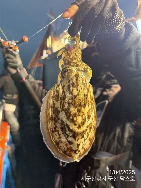 군산 선상낚시, 바다낚시 출조 전문 ☆서군산낚시☆_사진_20251104_13.jpg