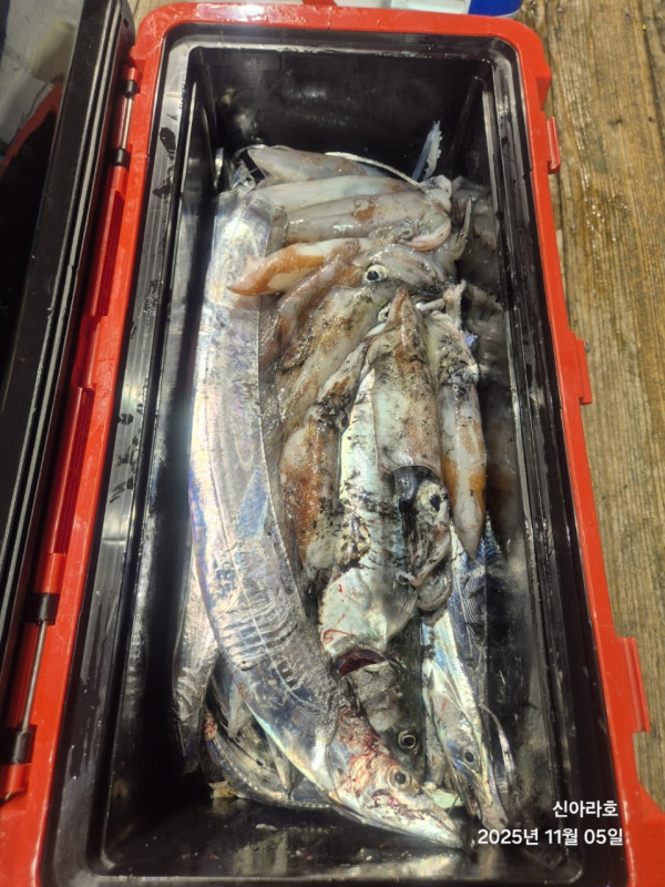 바다꾼낚시(신아라호)_사진_20251105_9.jpg