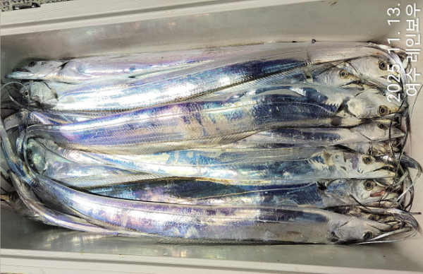 ♡여수레인보우♡갈치_열기_한치_갑오징어__사진_20251113_29.jpg