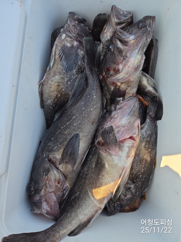 최강피싱 063.463.0800_사진_20251122_52.jpg