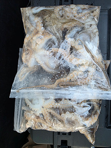 인천쭈꾸미낚시 (23).jpg