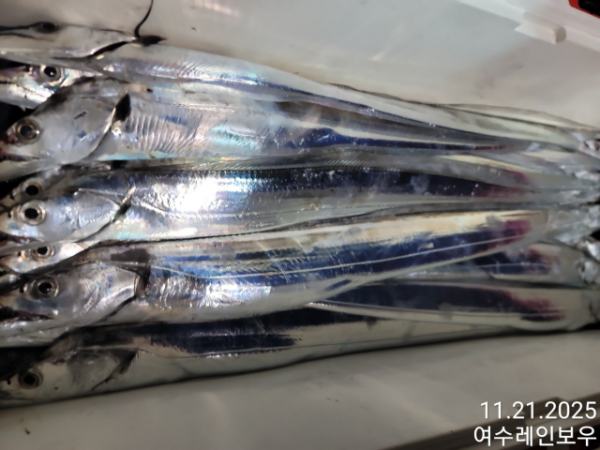 ♡여수레인보우♡갈치_열기_한치_갑오징어__사진_20251121_9.jpg