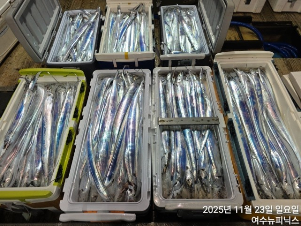 11월23일갈치 (55).jpg