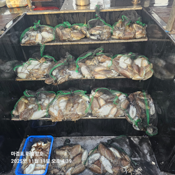 ꫛꫀꪝ✧‧˚ 태안 마검포 新출항호 .• _˚☀₊_사진_20251111_1.jpg