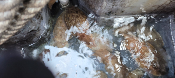 예지퀸호 농어외수질&어초낚시 경기인천권_사진_20251029_8.jpg