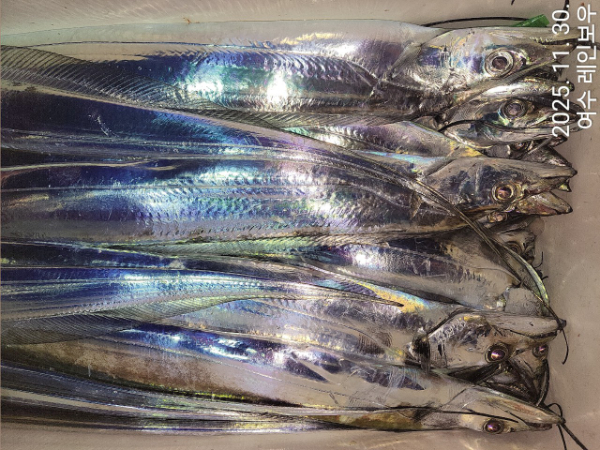 ♡여수레인보우♡갈치_열기_한치_갑오징어__사진_20251130_21.jpg