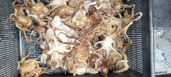 예지퀸호 농어외수질&어초낚시 경기인천권_사진_20251030_9.jpg