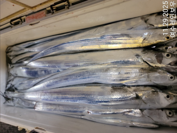 ♡여수레인보우♡갈치_열기_한치_갑오징어__사진_20251129_26.jpg