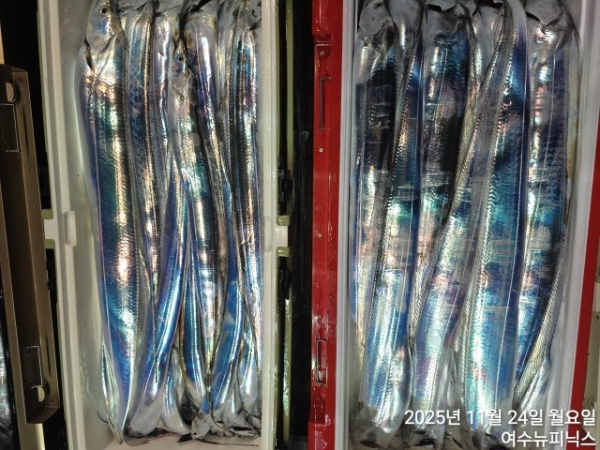 11월24일갈치 (62).jpg