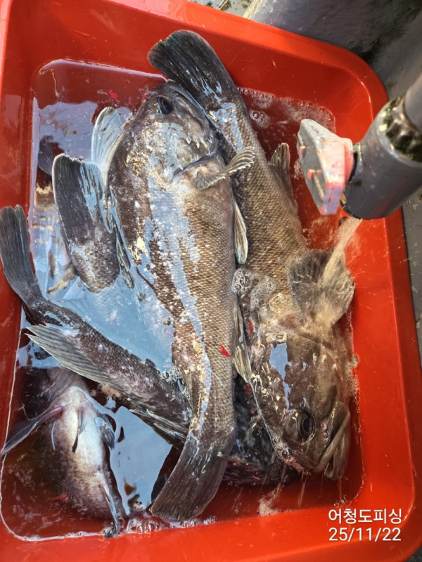 최강피싱 063.463.0800_사진_20251122_35.jpg