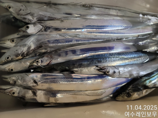 ♡여수레인보우♡갈치_열기_한치_갑오징어__사진_20251104_5.jpg