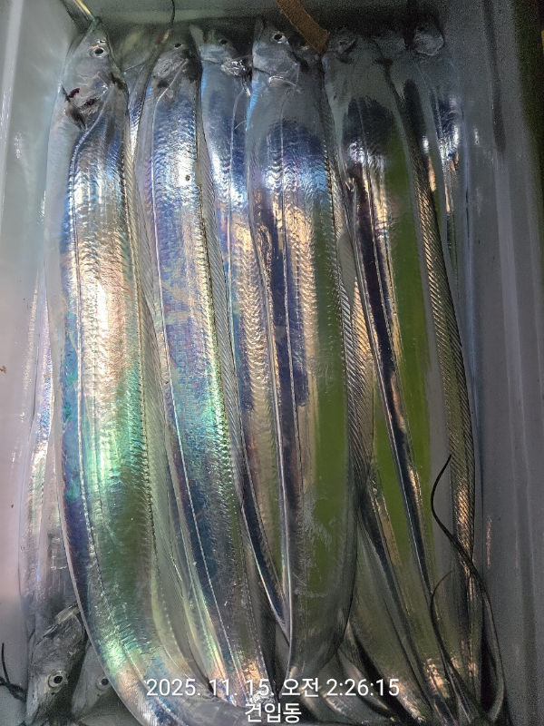 제주선상낚시피닉스호_사진_20251115_13.jpg