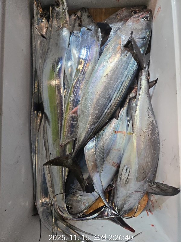 제주선상낚시피닉스호_사진_20251115_15.jpg