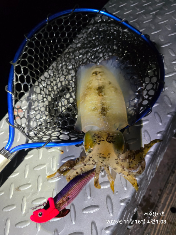 제주왔어호_사진_20251116_17.jpg