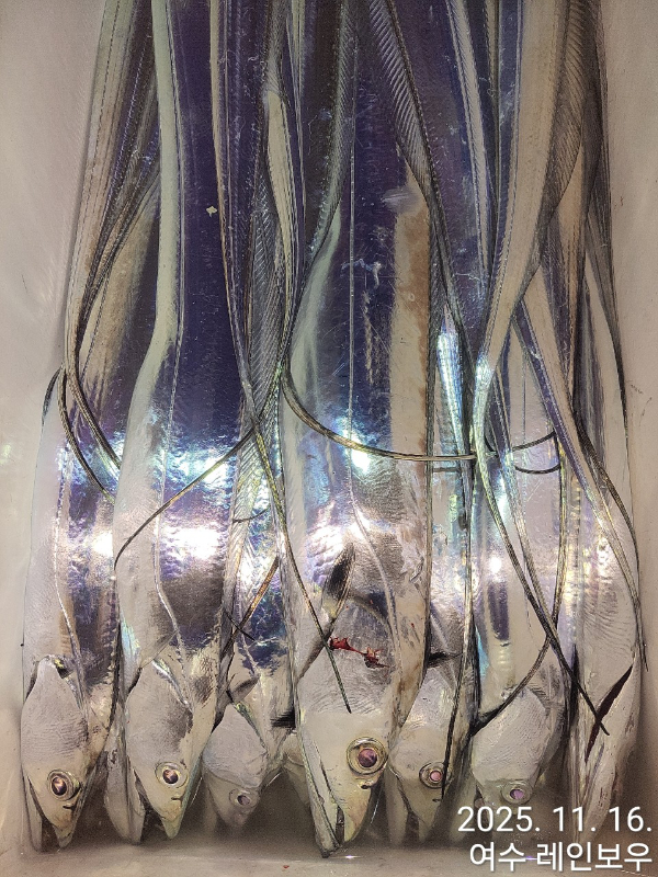 ♡여수레인보우♡갈치_열기_한치_갑오징어__사진_20251116_14.jpg