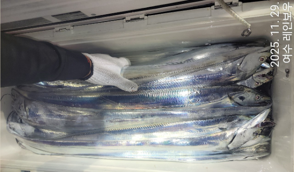 ♡여수레인보우♡갈치_열기_한치_갑오징어__사진_20251129_11.jpg