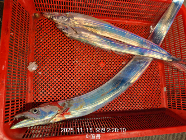 제주선상낚시피닉스호_사진_20251115_9.jpg