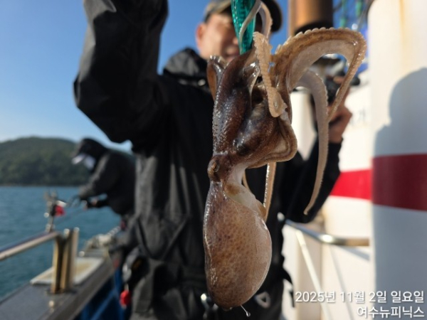 11월2일갑오징어 (8).jpg