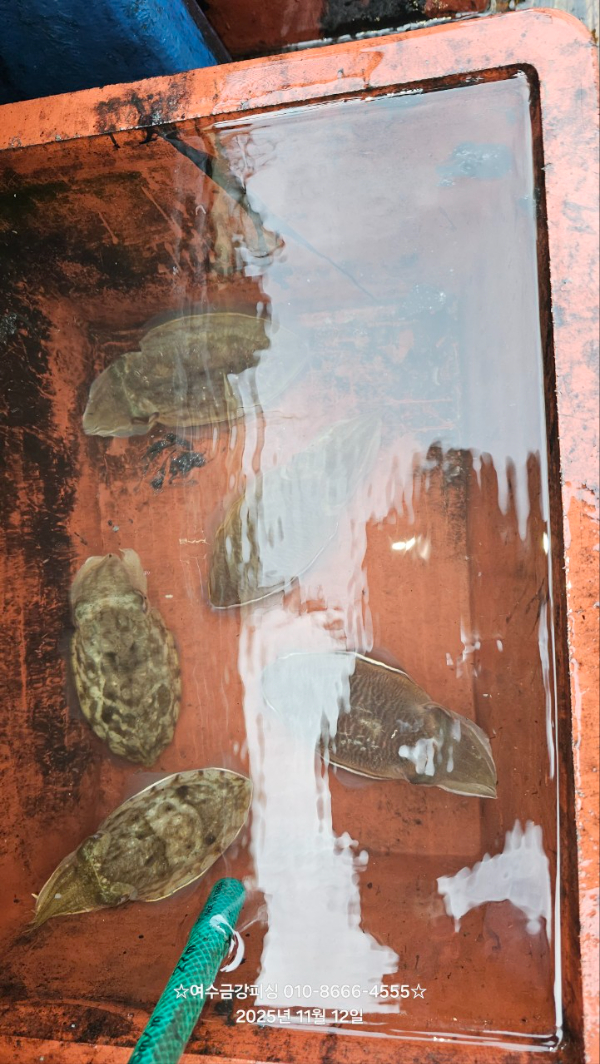 여수금강피싱_사진_20251112_16.jpg