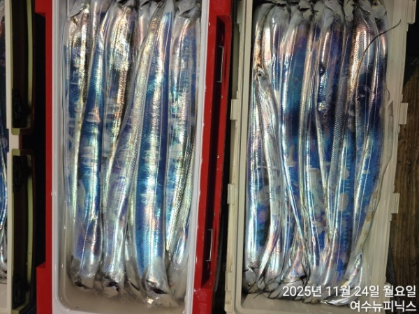 11월24일갈치 (63).jpg
