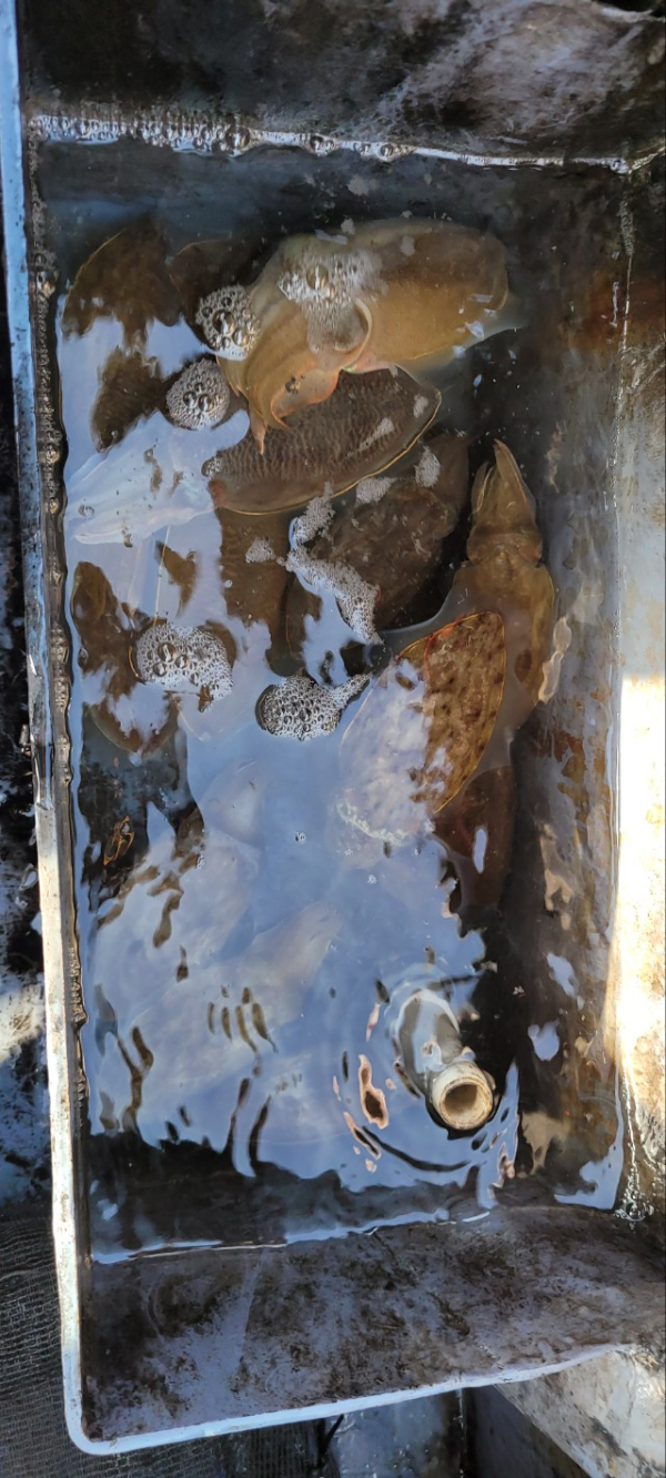 예지퀸호 농어외수질&어초낚시 경기인천권_사진_20251109_5.jpg