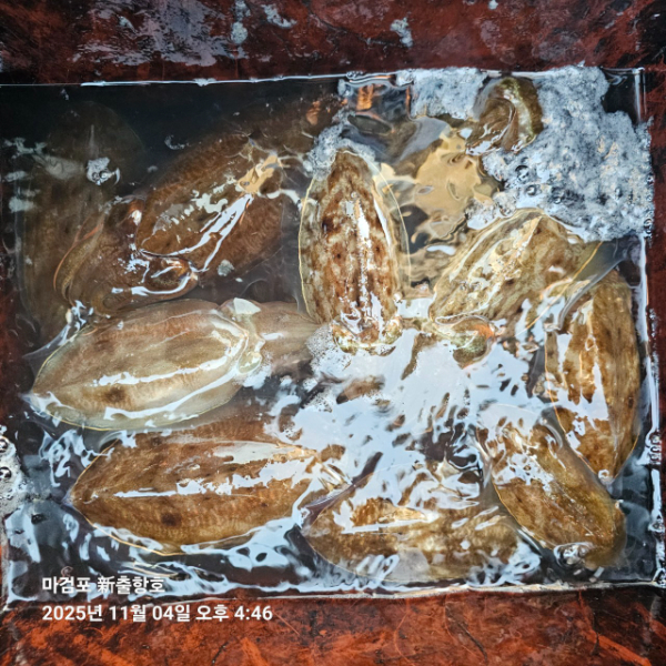 ꫛꫀꪝ✧‧˚ 태안 마검포 新출항호 .• _˚☀₊_사진_20251105_6.jpg