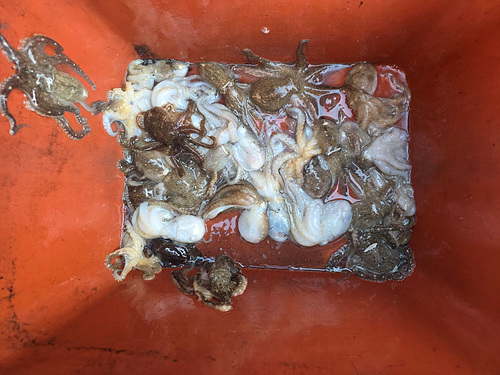 인천쭈꾸미낚시 (29).jpg