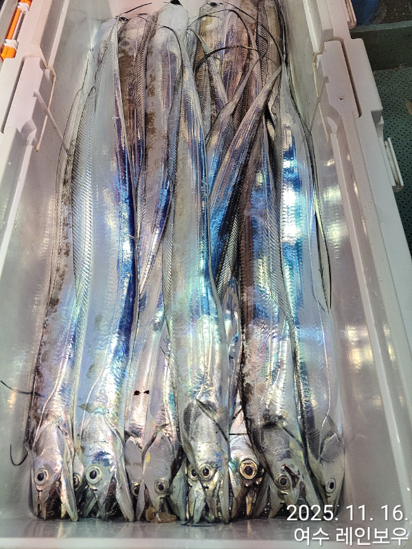 ♡여수레인보우♡갈치_열기_한치_갑오징어__사진_20251116_15.jpg