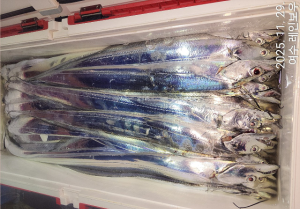 ♡여수레인보우♡갈치_열기_한치_갑오징어__사진_20251129_22.jpg