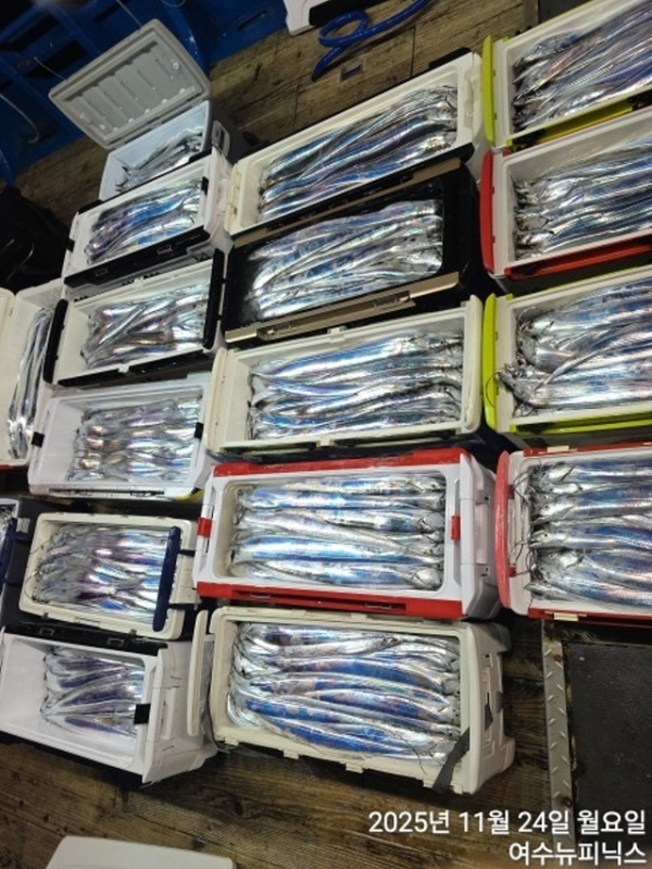 24일초대박갈치 (2).jpg