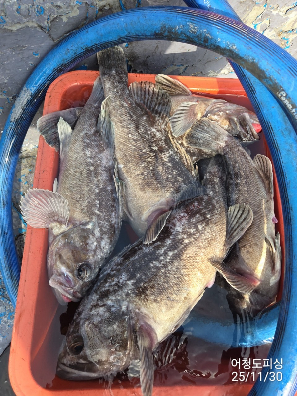 최강피싱 063.463.0800_사진_20251130_17.jpg