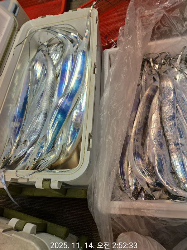 제주선상낚시피닉스호_사진_20251114_5.jpg