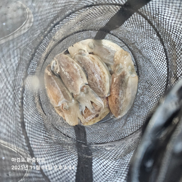 ꫛꫀꪝ✧‧˚ 태안 마검포 新출항호 .• _˚☀₊_사진_20251105_11.jpg