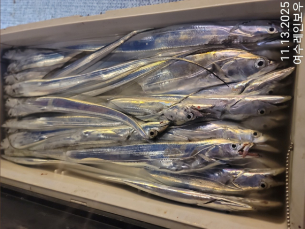 ♡여수레인보우♡갈치_열기_한치_갑오징어__사진_20251113_12.jpg