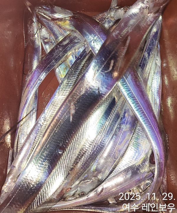 ♡여수레인보우♡갈치_열기_한치_갑오징어__사진_20251130_23.jpg