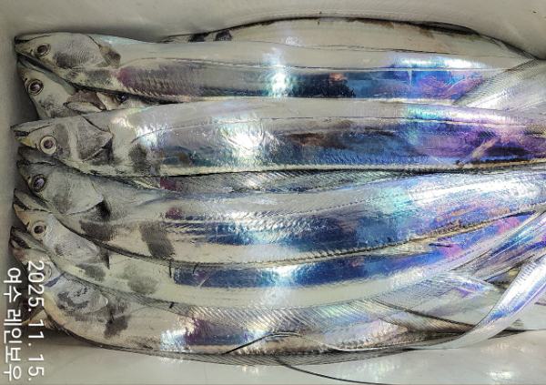 ♡여수레인보우♡갈치_열기_한치_갑오징어__사진_20251115_6.jpg